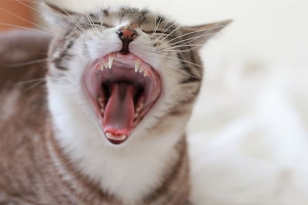 大きな口を開ける猫