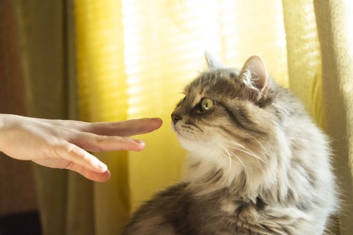 人の手のにおいを嗅ぐ猫
