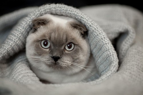 セーターの中の猫