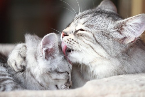 子猫を舐める母猫：サバトラの母子