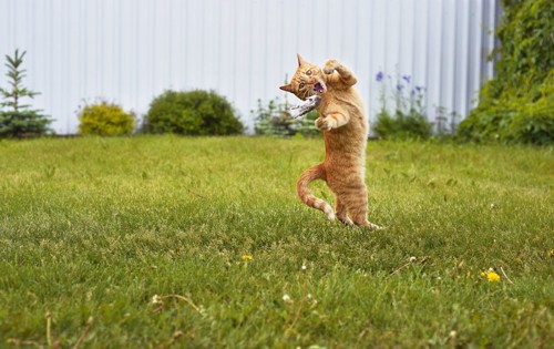 ジャンプをしてネズミを捕まえる猫