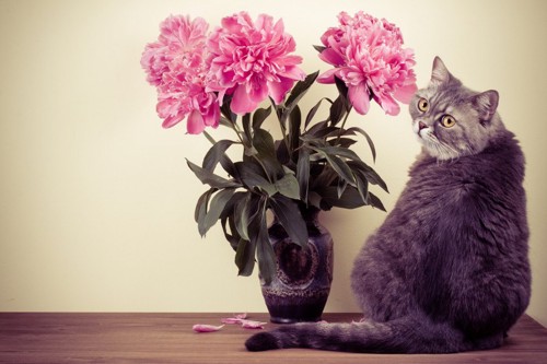 お花と猫