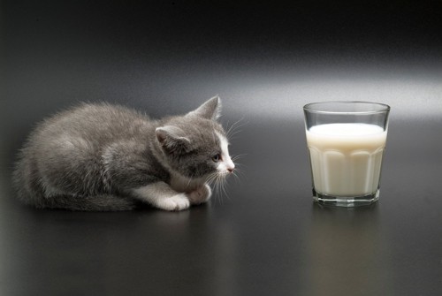 ミルクを不安そうに見つめる猫