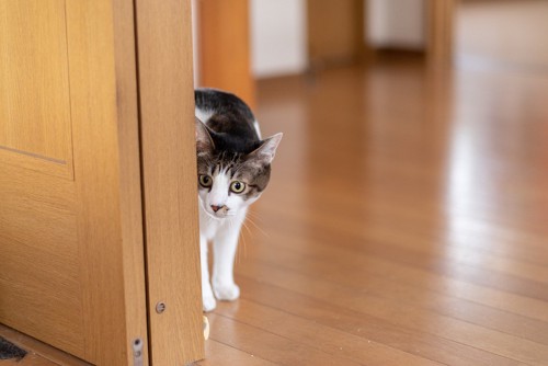 ドアの陰からチラ見をする猫