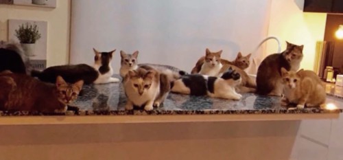 キッチンベンチの上に複数の猫