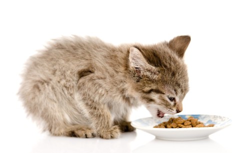 お皿のフードを食べている子猫