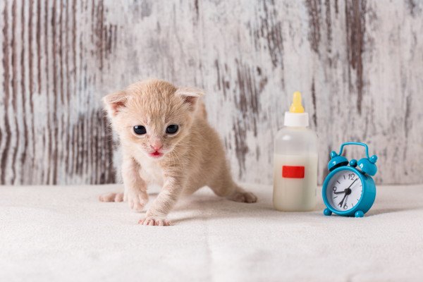 子猫と哺乳瓶と時計