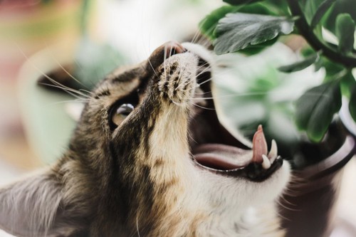 植物の葉に口を開ける猫
