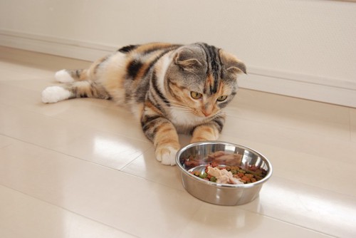 フードの入ったお皿をジッと見つめる猫
