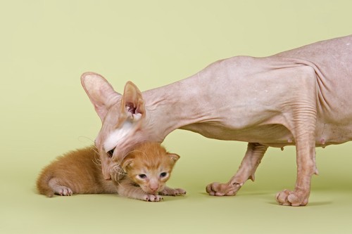 ピーターボールドの母猫と子猫