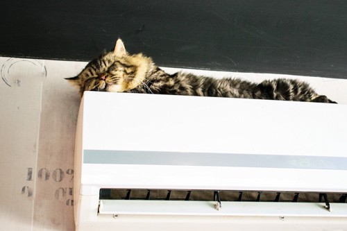 エアコンの上で眠る猫