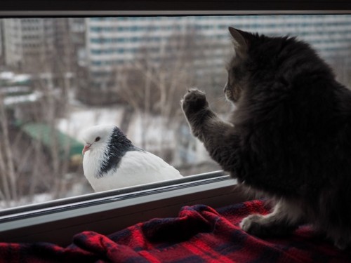 ガラスの向こうの鳩に触ろうとする長毛猫
