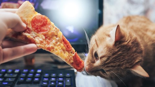 ピザを食べる猫
