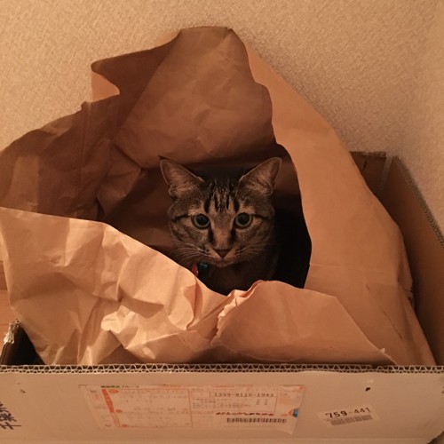 袋の中にいるキジ猫