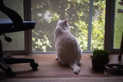窓の外を見つめている猫の後ろ姿