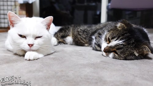 眠そうな顔の2匹の猫
