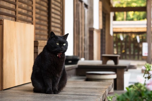 寺の境内にいる黒猫
