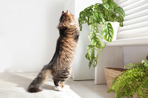 観葉植物に触る猫