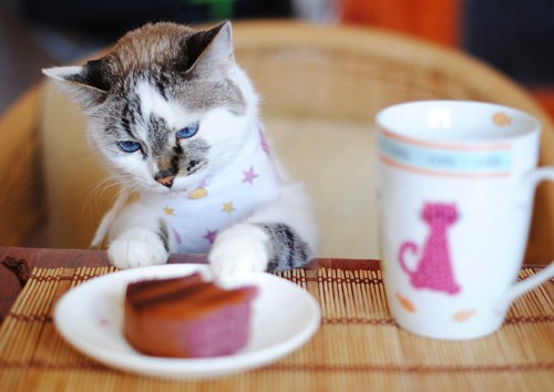 テーブルの上のケーキに手を出す猫
