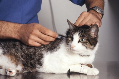 病院でワクチンを打たれている猫