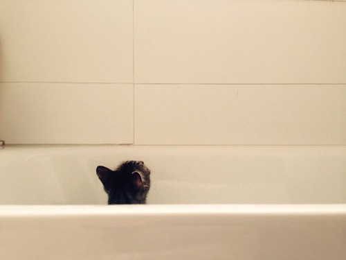 浴槽から頭だけ見えている子猫