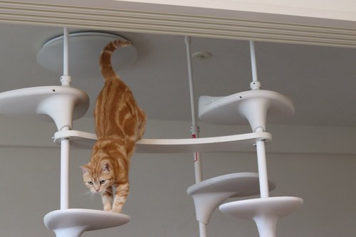 キャットタワーから降りる猫