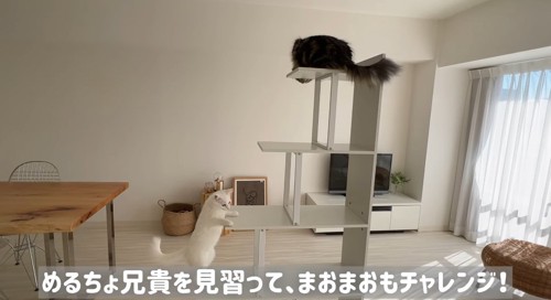 タワーを登る猫