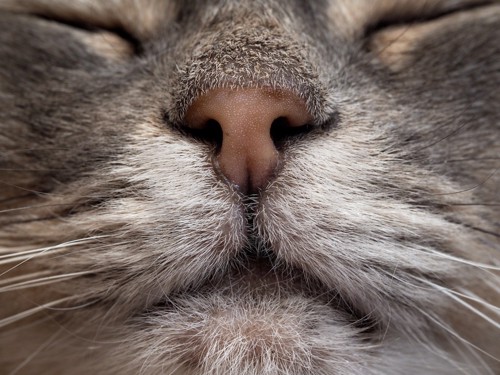 匂いを嗅ぐような表情の猫