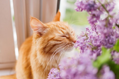 花の香りを嗅ぐ猫