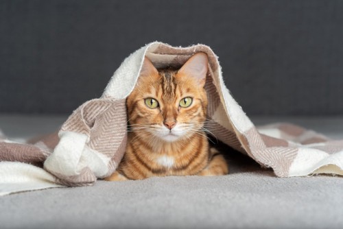 布を被る猫