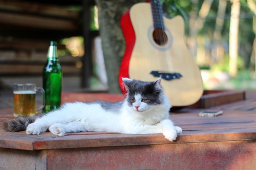 ギターと猫