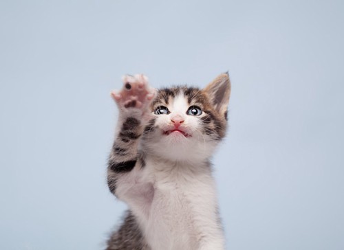 上を向いて片手を上げる子猫
