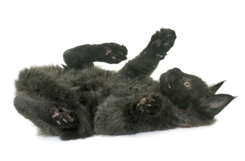 ひっくり返った黒いメインクーンの子猫