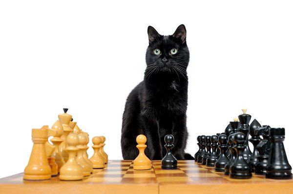 黒猫とチェス