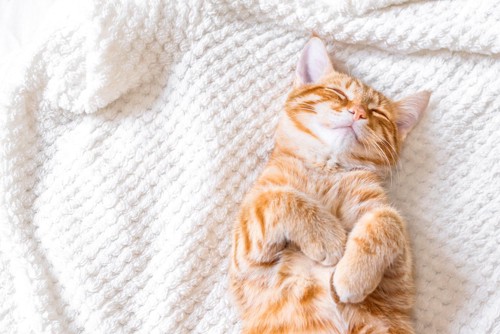 毛布の上で眠る猫