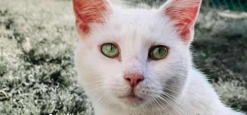白猫の顔アップ