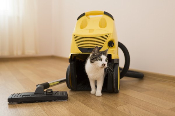 猫と黄色い掃除機
