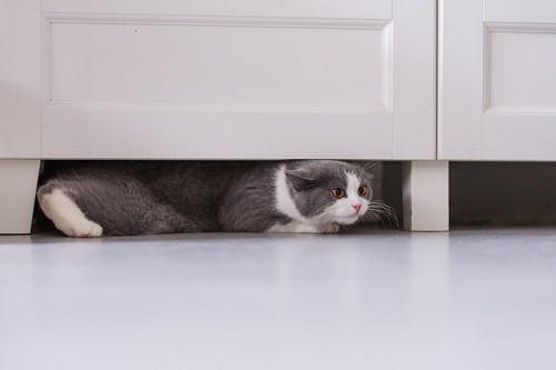 タンスの下に隠れる猫