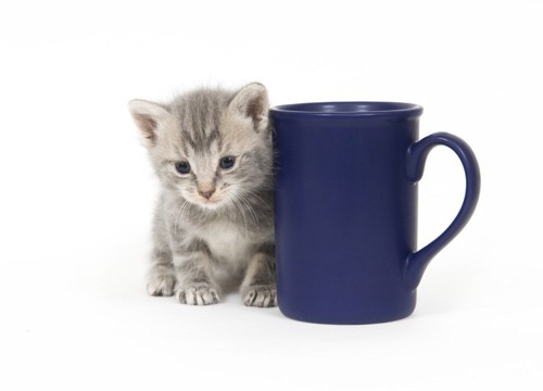 マグカップと猫