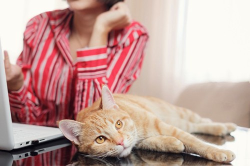 パソコンでリモート会議をする女性にお尻を向けている猫