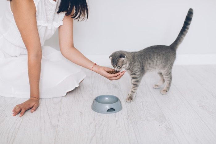 手皿でフードを与える女性と猫