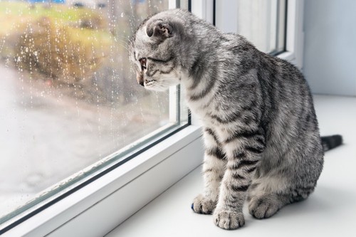 窓の外を寂しげに見つめる猫