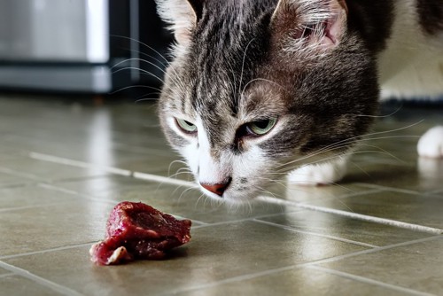 牛肉を見る猫
