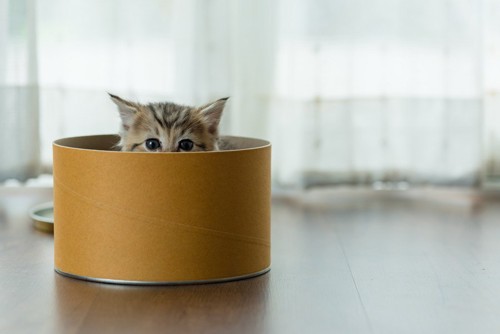 箱に隠れる猫