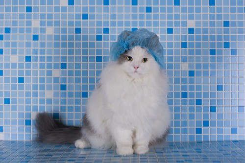 シャワーキャップをかぶっている猫