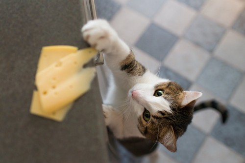 チーズを取ろうとする猫