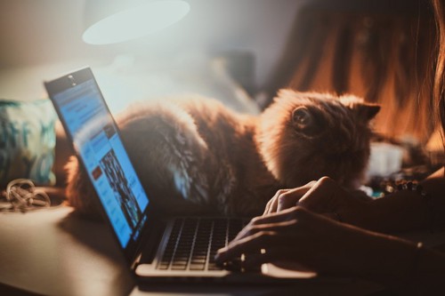 パソコンの横にいる猫