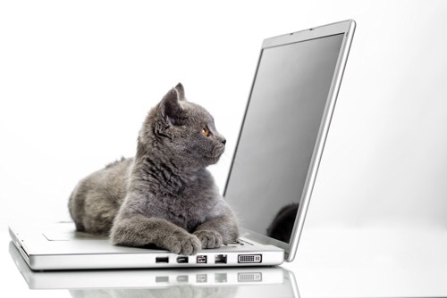 ノートパソコンの上に座っている猫