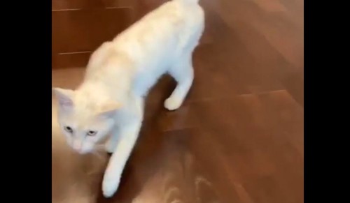 フローリングを歩く白猫