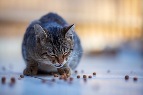 床にちらばるご飯と猫